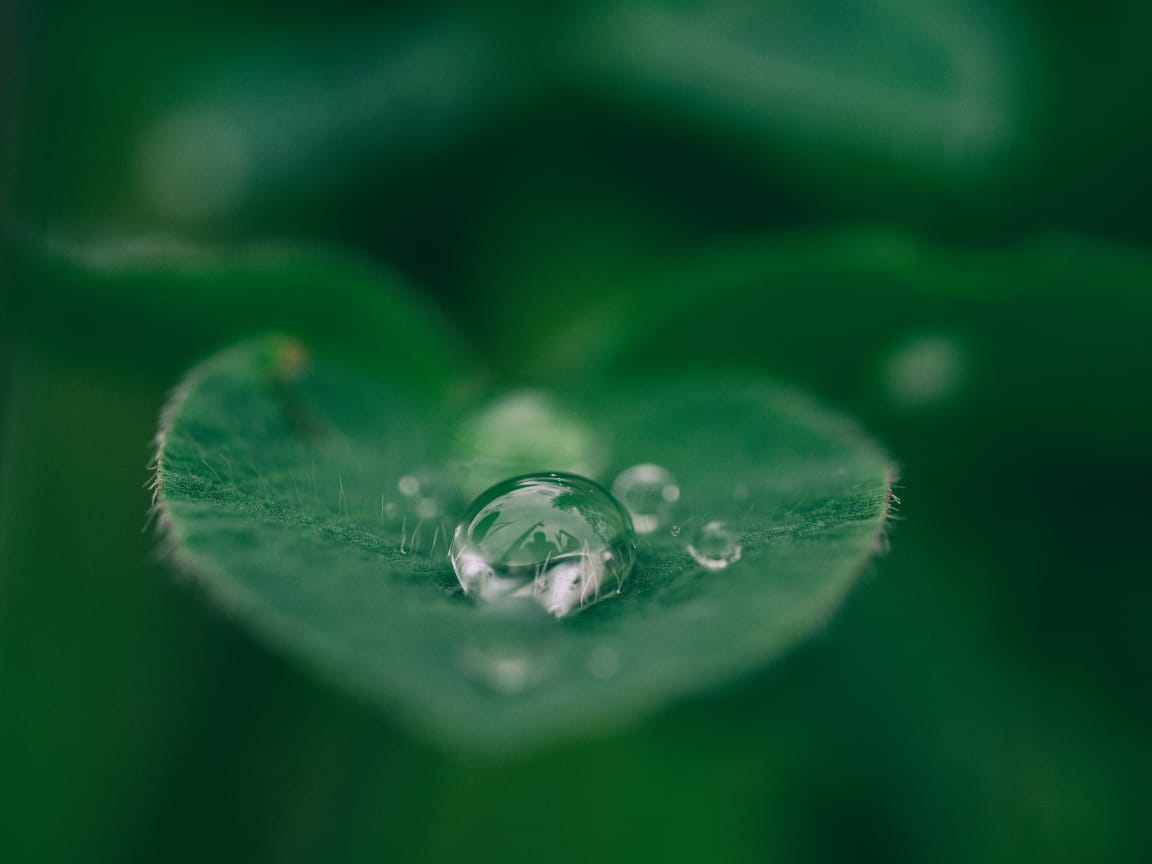 An image of a leaf with drops of rainwater sitting on the leaf